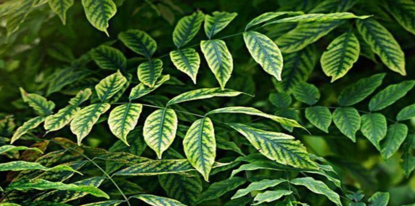 3 Pilihan Tepat Obat Herbal Untuk Penyakit Jantung dan Pembuluh Darah